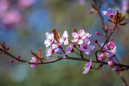 Closeup of Prunus cerasifera known as cherry plum, myrobalan plum tree blooming in Springtime. Beautiful blossom in sunny daylight.