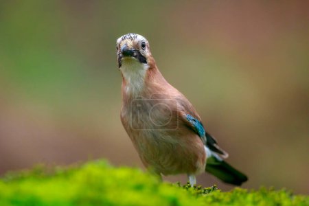 Close-upof a Eurasian jay Garrulus glandarius in a forest foraging insects to feed.