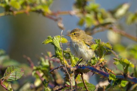 Photo for Close-up of a common chiffchaff bird, Phylloscopus collybita, singing on a beautiful Springtime day on a green vibrant background. - Royalty Free Image