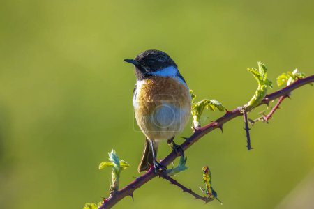 Stonechat, Saxicola rubicola, pájaro macho cantando de cerca al sol de la mañana