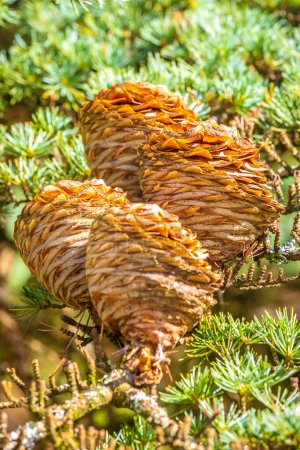 Cones on a coniferous tree, Larix spec. Fresh green branches of a larch tree with spring needles on a sunny day.
