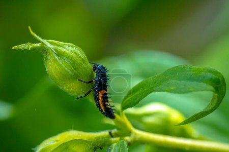 Ladybug insect larva or pupa Coccinellidae closeup. Pupal stage feeding on green vegetation closeup. 