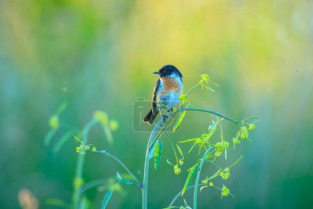 Stonechat, Saxicola rubicola, bird close-up singing in the morning sun