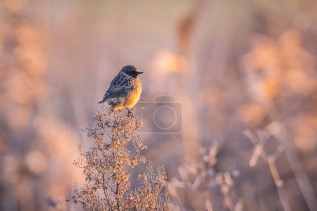Stonechat, Saxicola rubicola, close-up in the morning sun