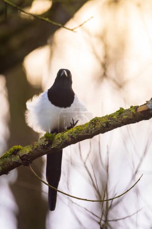 Closeup of a Common Eurasian Magpie bird, Pica Pica, perched in a forest