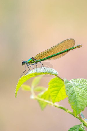 Closeup of a beautiful banded demoiselle Calopteryx splendens dragonfly or damselfly female resting on stinging nettles.
