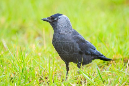 Closeup portrait of a Western Jackdaw bird Coloeus Monedula foraging in green grass on a sunny day