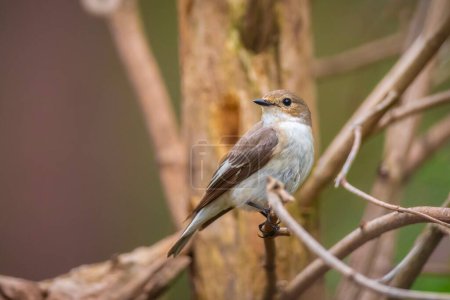Gros plan d'un oiseau attrapeur de mouches, Ficedula hypoleuca, perché sur une branche, chantant dans une forêt verte pendant la saison de reproduction printanière.