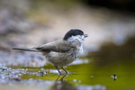 Close up of a marsh tit, poecile palustris, bird perched and bathing in water