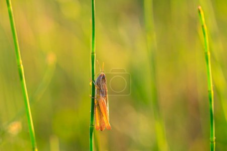 Gros plan d'une sauterelle des marais, chorthippus albomarginatus, perchée et reposant dans une prairie à la belle lumière du soleil.