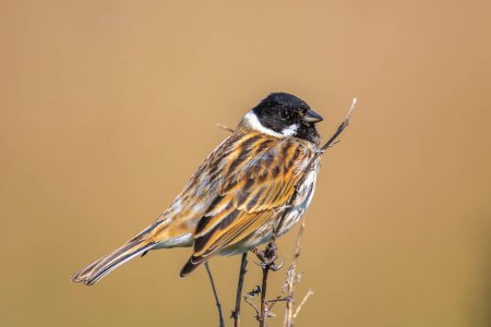 Photo for Closeup of a common reed bunting male bird, Emberiza schoeniclus, singing during Spring season - Royalty Free Image