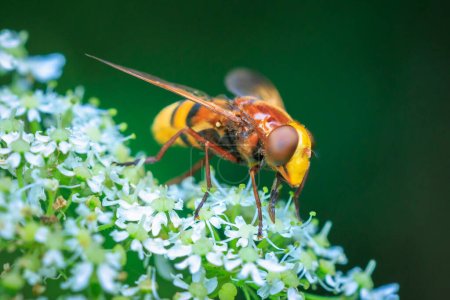 Closeup of a Volucella zonaria, the hornet mimic hoverfly, feeding nectar on white flowers