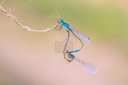 Großaufnahme einer männlichen und weiblichen Blauschwanzlibelle oder des Gemeinen Blauschwanzlibelle Ischnura elegans, die ein Paarungspaar in Herz- oder Radform bilden.