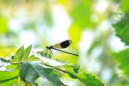 Nahaufnahme einer schönen gebänderten Demoiselle Calopteryx splendens männliche Libelle oder Libelle in Ruhe