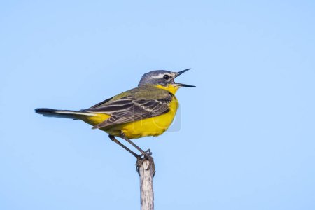 Closeup of a male western yellow wagtail bird Motacilla flava singing in vegetation on sunset during spring season.
