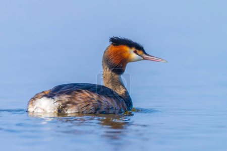 Two great crested grebes, Podiceps cristatus, mating in springtime season