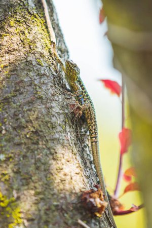 Podarcis muralis, common European wall lizard, resting in sunlight on a tree with dense green leaves. Small depth of field, selective focus, macro image.