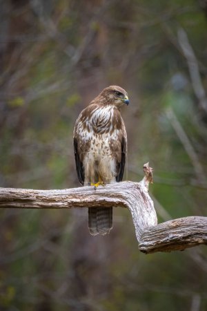 Common buzzard, Buteo Buteo, bird of prey perched in a tree in a forest