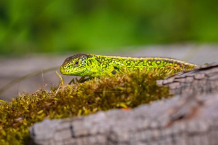 Sand lizard, Lacerta agilis, green male. Heating in the sun, resting on wood in a forest