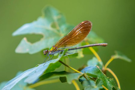 Closeup of a beautiful demoiselle, Calopteryx virgo, dragonfly resting on vegetation