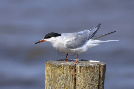 Common Tern, Sterna hirundo, in-flight while hunting for fish