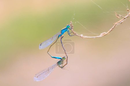 Primer plano de una mosca de cola azul macho y hembra o cola azul común Ischnura elegans haciendo un par de apareamiento en forma de corazón o rueda.