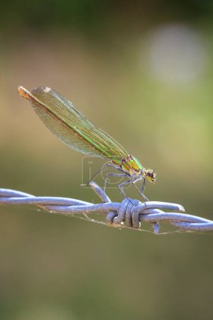 Primer plano de una hermosa demoiselle con bandas Calopteryx esplendens libélula o damisela hembra descansando sobre ortigas punzantes.