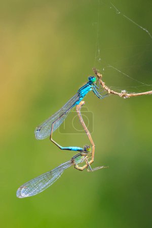 Close-up of a male and female blue-tailed damselfly or common bluetail Ischnura elegans making a mating pair in a heart or wheel shape.