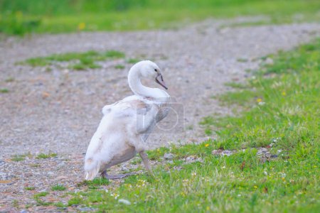 Cisne mudo, Cygnus olor, Cygnets aves jóvenes caminando en un prado