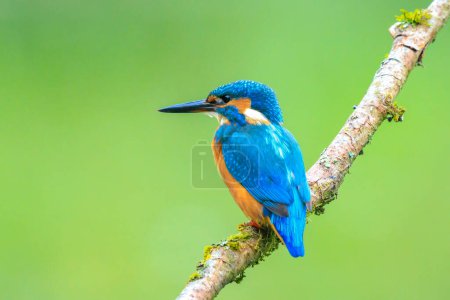 A closeup of a Kingfisher, Alcedo atthis, perched on a branch foraging and fishing during Springtime in early morning sunlight. The background is green, selective focus is used.