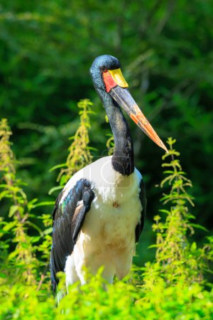 Close up portrait of a colorful saddle-billed stork, Ephippiorhynchus senegalensis, standing in a green meadow.