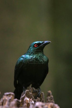 Primer plano de un estornino metálico, Aplonis metallica o estornino brillante, ave nativa de Molucas, Nueva Guinea, Queensland y las Islas Salomón.