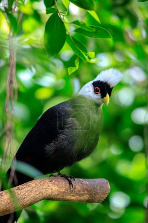 Closeup of a beautiful white-crested turaco, Tauraco leucolophus, perched in a forest