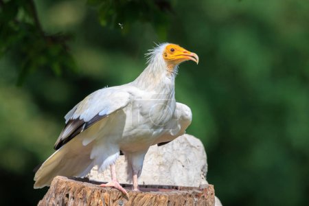 Egyptian vulture Neophron percnopterus bird of prey, the white scavenger vulture or pharaoh's chicken, closeup in a green meadow