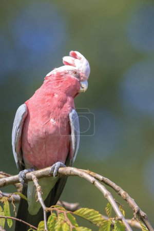 The galah, Eolophus roseicapilla, also known as the rose-breasted cockatoo, galah cockatoo, pink and grey cockatoo or roseate cockatoo, is one of the most common and widespread cockatoos, and it can be found in open country in almost all parts of mai