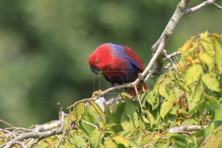 Closeup of a Moluccan eclectus, Eclectus roratus, parrot bird perched in a rainforest