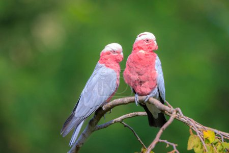 The galah, Eolophus roseicapilla, also known as the rose-breasted cockatoo, galah cockatoo, pink and grey cockatoo or roseate cockatoo, is one of the most common and widespread cockatoos, and it can be found in open country in almost all parts of mai