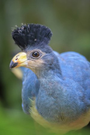 Nahaufnahme eines Großen Blauen Turakos, Corythaeola cristata, Vogel sitzend