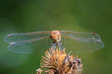 Blick auf eine gemeine Darter, Sympetrum striolatum, männliche Libelle mit ausgebreiteten Flügeln, die im frühen, warmen Sonnenlicht ihre Flügel trocknet