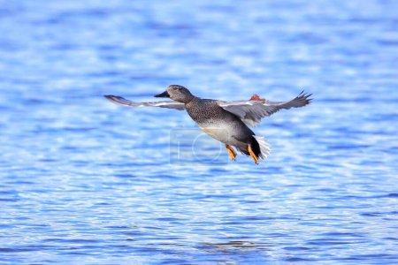 A gadwall, Mareca strepera, dabling duck, in flight towards the camera.