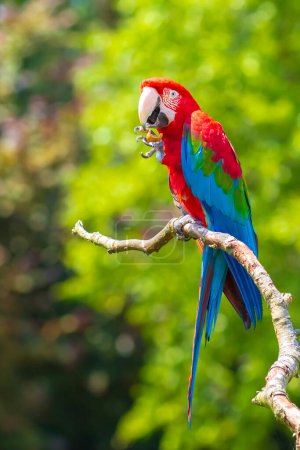 red-and-green macaw or green-winged macaw, Ara chloropterus, perched