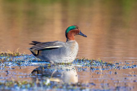 A male eurasian teal, anas crecca, duck swimming towards the camera.