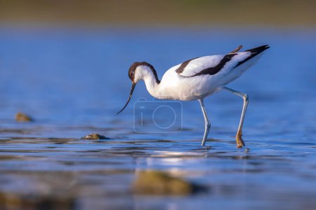 Photo for Pied Avocet, Recurvirostra avosetta; parent looking after chick foraging in water - Royalty Free Image