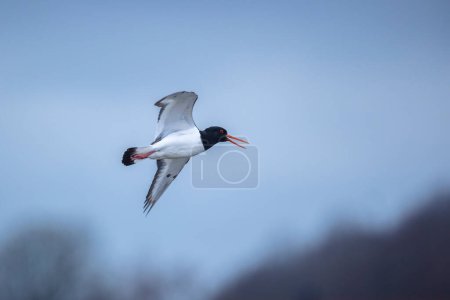 Photo for Closeup of a Pied oystercatcher, Haematopus ostralegus,  in flight against a blue sky. - Royalty Free Image