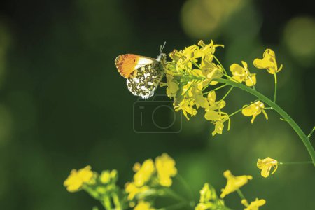 Anthocharis cardamines Punta naranja mariposa macho alimentándose en flor de colza amarilla
