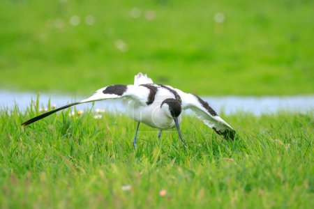 Nahaufnahme einer Säbelschnäbler, Recurvirostra avosetta, Paarung auf einem Feld