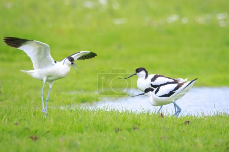 Close-up of a Pied Avocet, Recurvirostra avosetta, mating in a field