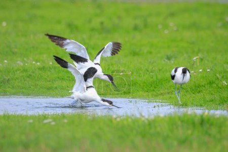 Photo for Close-up of a Pied Avocet, Recurvirostra avosetta, mating in a field - Royalty Free Image