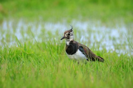 Northern lapwing, Vanellus vanellus, foraging in a meadow in bright sunlight.