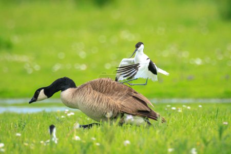 Close-up of a Pied Avocet, Recurvirostra avosetta, attacking a canadian goose